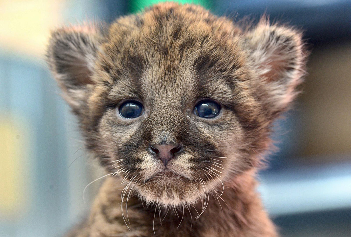 USFWS%20Endangered%20Species%20Act%20Florida%20Panther.jpg